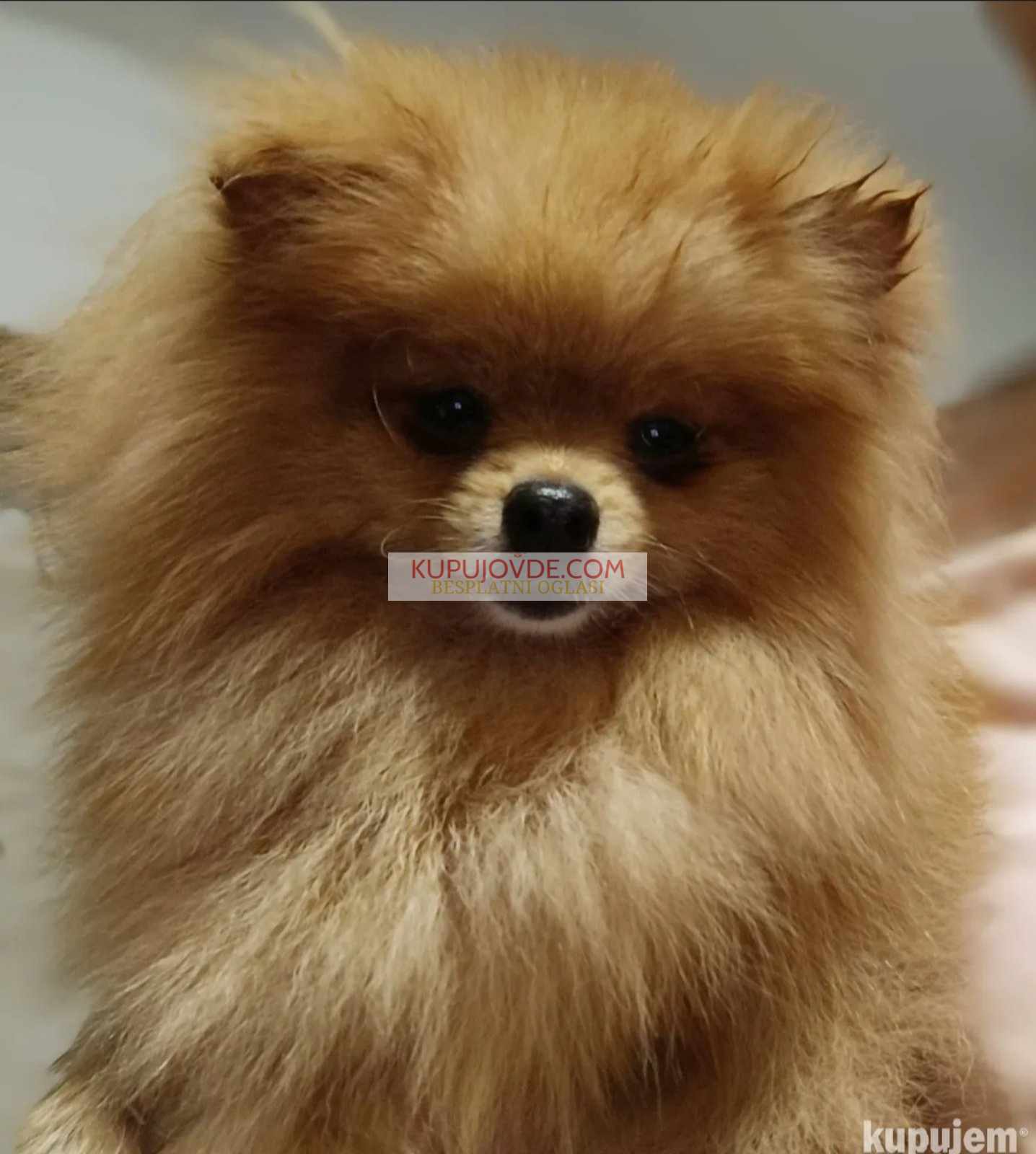 Pomeranac Top zenka