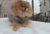 Pomeranac Top zenka