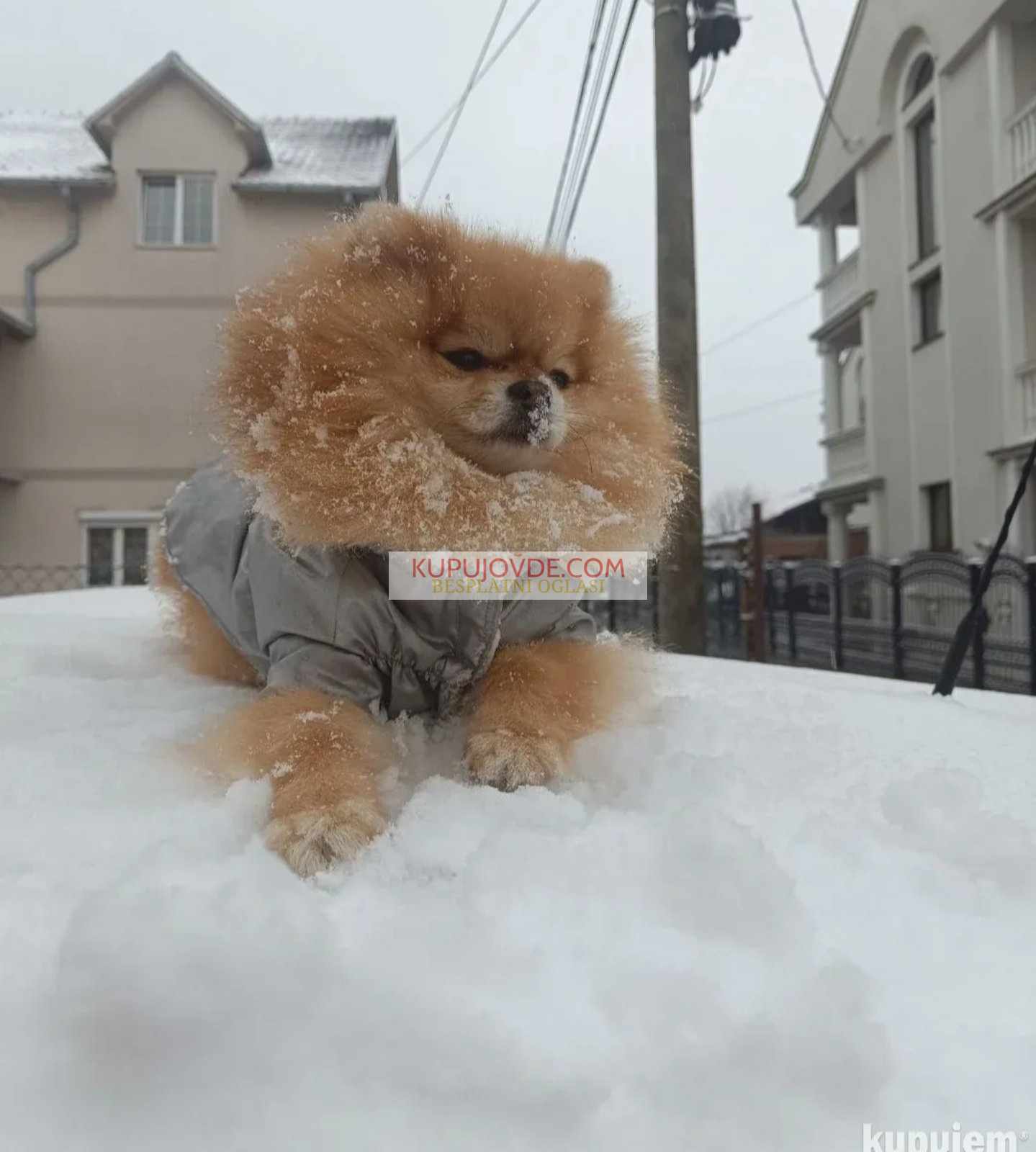 Pomeranac Top zenka