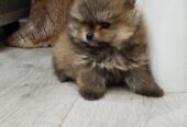 Prelepi Boo medvedici