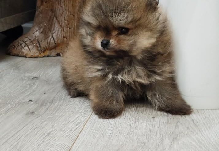 Prelepi Boo medvedici