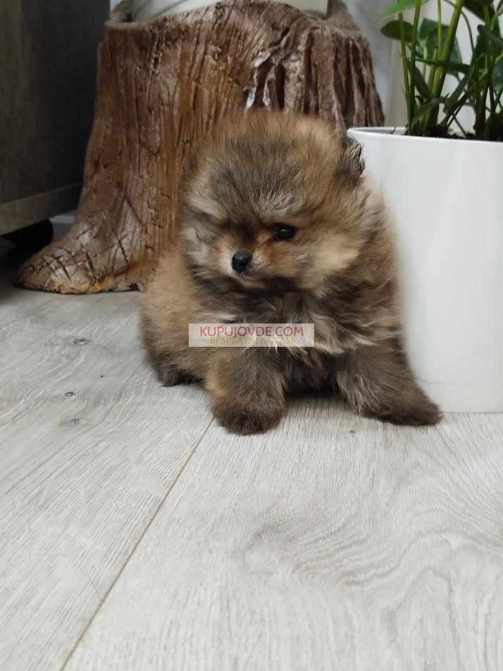 Prelepi Boo medvedici