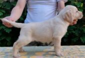 Štenci LABRADOR retrivera