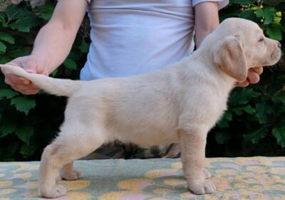 1-labrador-DB0525