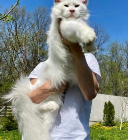 Maine Coon mačići
