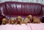 Maltipoo stenci