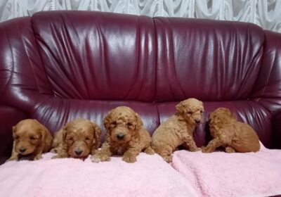 1-maltipoo-G0525