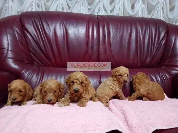 Maltipoo stenci