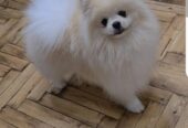 Pomeranac, prelepi Boo štenci