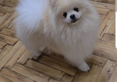 1-pomeranac-boo-S0525