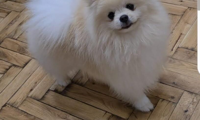 Pomeranac, prelepi Boo štenci