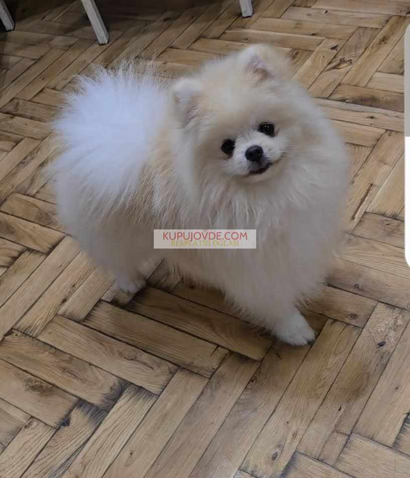 Pomeranac, prelepi Boo štenci