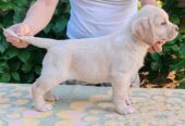 Štenci LABRADOR retrivera
