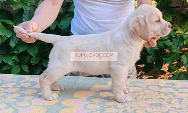Štenci LABRADOR retrivera