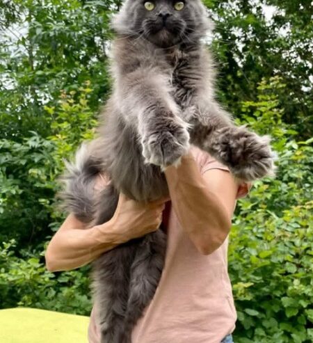 Maine Coon mačići