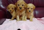 Maltipoo stenci