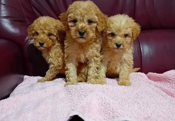 Maltipoo stenci