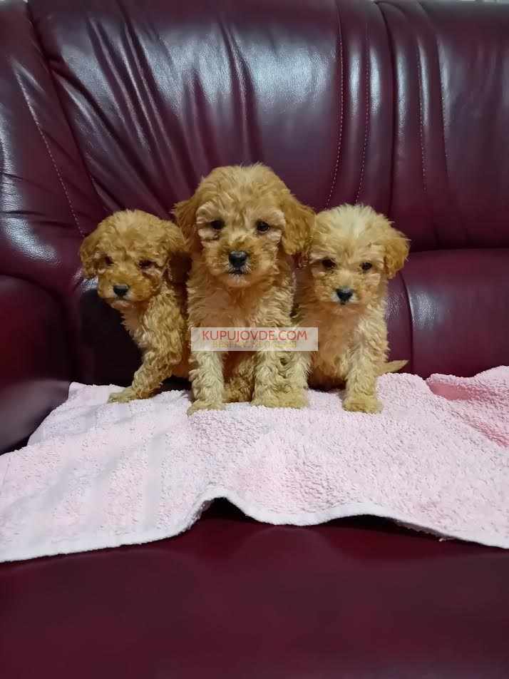 Maltipoo stenci