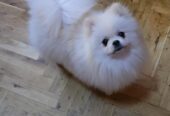 Pomeranac, prelepi Boo štenci