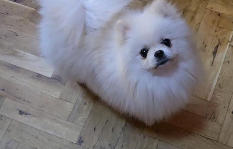 Pomeranac, prelepi Boo štenci