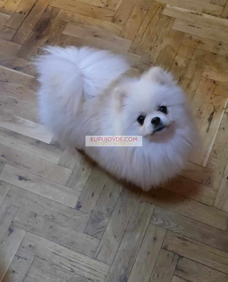 Pomeranac, prelepi Boo štenci