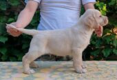 Štenci LABRADOR retrivera