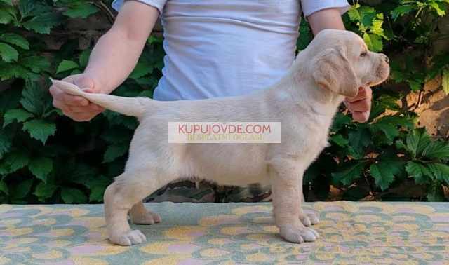 Štenci LABRADOR retrivera
