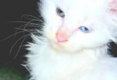 Maine Coon mačići