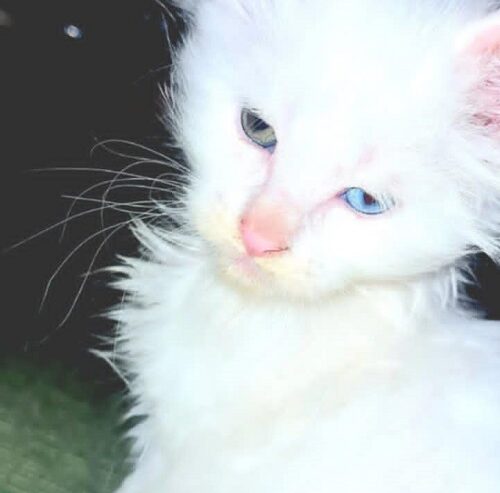 Maine Coon mačići