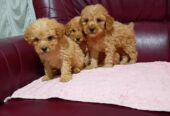 Maltipoo stenci