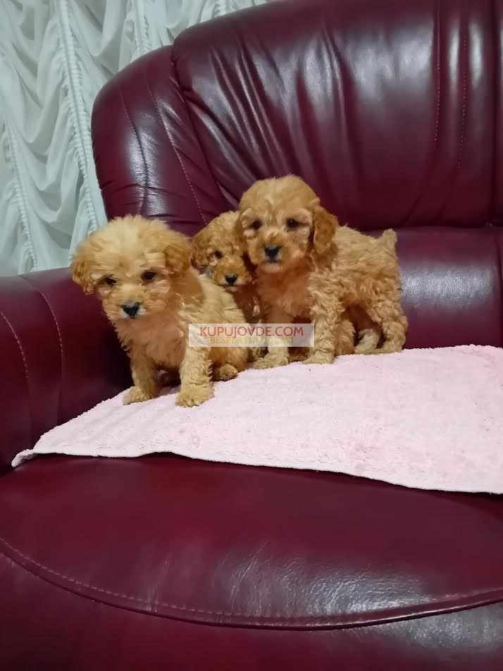 Maltipoo stenci