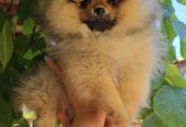 Pomeranac, prelepi Boo štenci