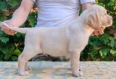 Štenci LABRADOR retrivera