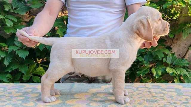 Štenci LABRADOR retrivera