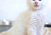 Maine Coon mačići