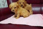 Maltipoo stenci
