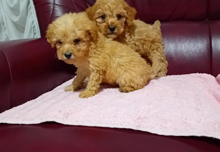 Maltipoo stenci