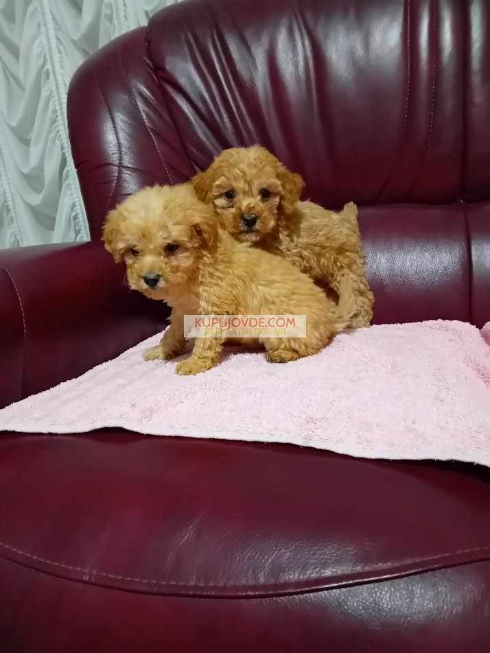 Maltipoo stenci