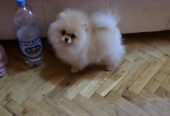 Pomeranac, prelepi Boo štenci
