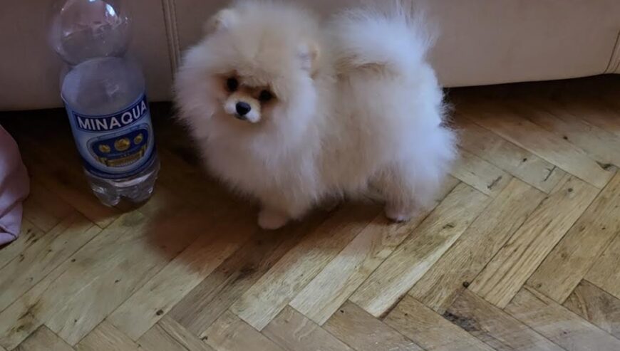 Pomeranac, prelepi Boo štenci