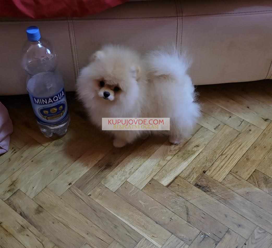 Pomeranac, prelepi Boo štenci