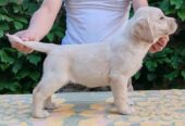 Štenci LABRADOR retrivera