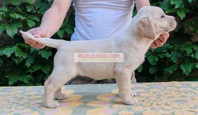 Štenci LABRADOR retrivera