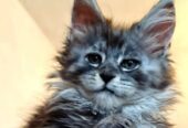 Maine Coon mačići