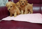 Maltipoo stenci