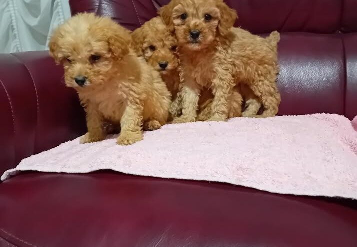 Maltipoo stenci
