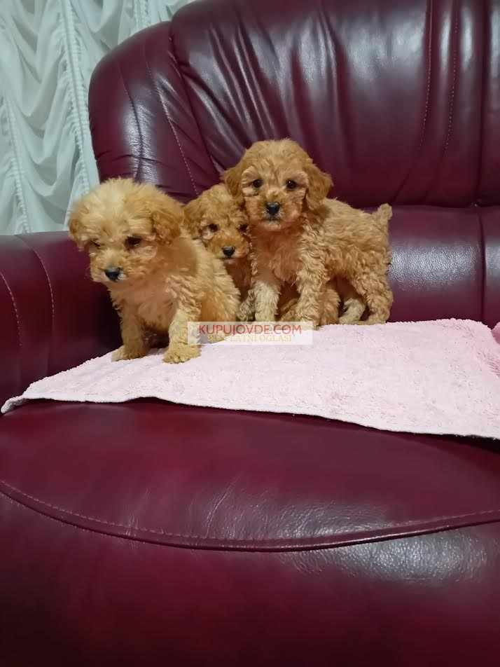 Maltipoo stenci