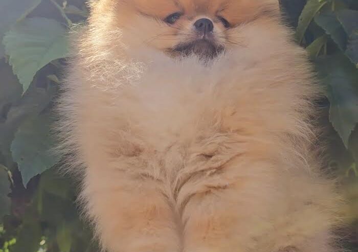 Pomeranac, prelepi Boo štenci
