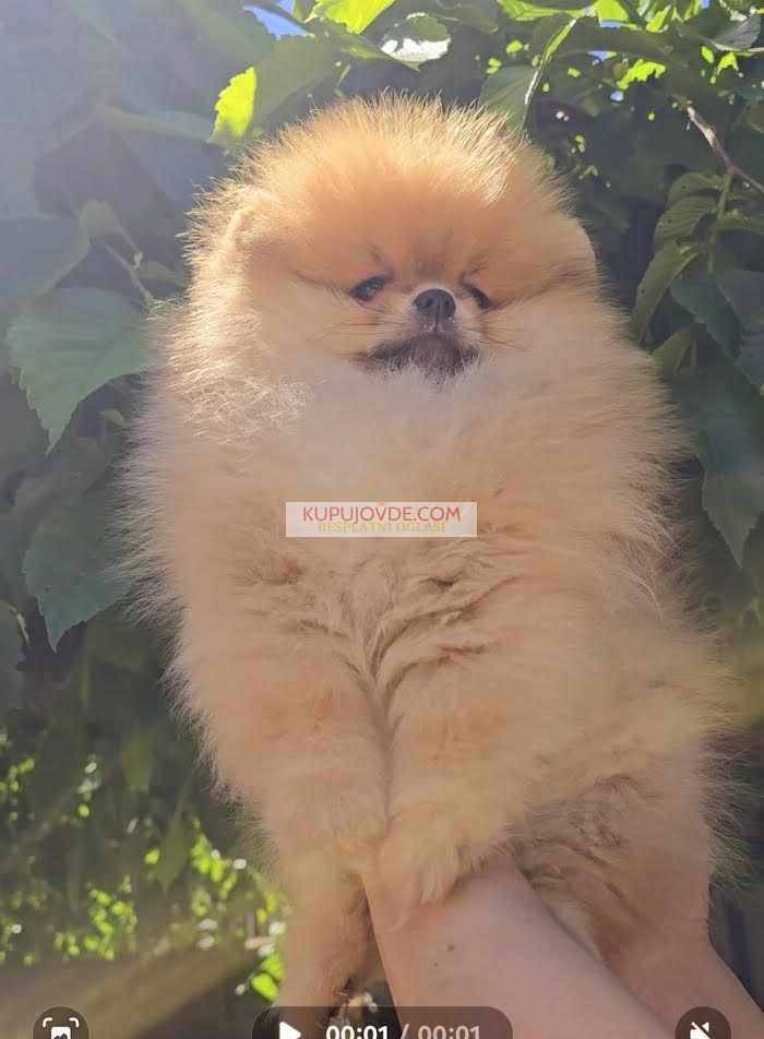 Pomeranac, prelepi Boo štenci