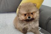 Prelepi Boo medvedici